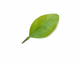 Fototapeta premium Fresh green lime leaf (Citrus aurantifolia) isolated on white background 