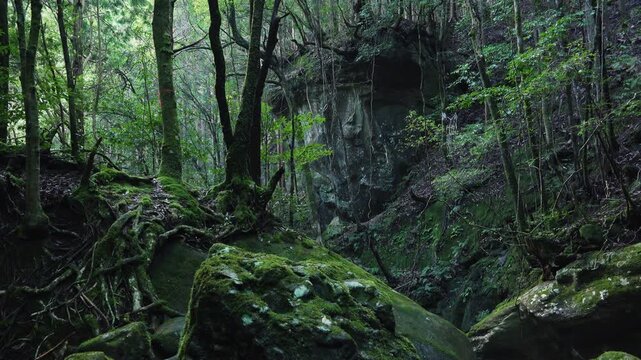 原生林に覆われた「百閒山渓谷」和歌山県田辺市 - Hyakkenzan Gorge Covered in Primeval Forest &ndash; Tanabe, Wakayama, Japan