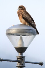 街灯にとまるトビ