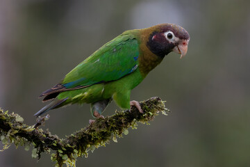 Brown-Hooded Parrot (Pyrilia haematotis) Perched on Branch in Costa Rica – Bird Wildlife Photography