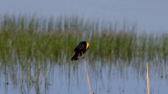 Male Yellow-headed Blackbird in a marsh in Alamosa National Wildlife Refuge in Colorado