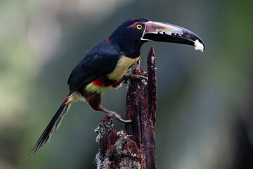 Collared Aracari (Pteroglossus torquatus) Perched and Feeding in Costa Rica – Bird Wildlife Photography