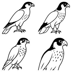 Fototapeta premium Four outlined falcon illustrations in various poses with black and white coloring page design