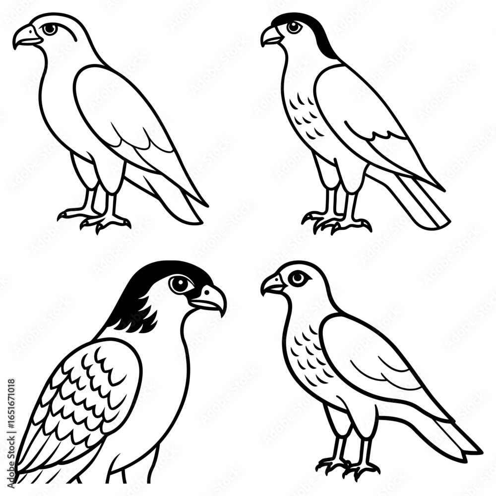 Poster four outlined falcons in various poses with distinct head markings and detailed feather patterns see