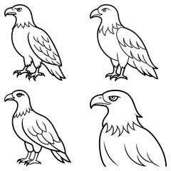 Fototapeta premium Four outline drawings of eagles in different poses showcasing their distinctive features and sharp beaks