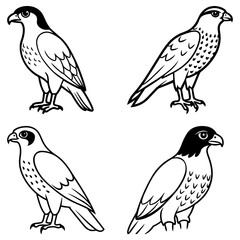 Fototapeta premium Four outlined falcon illustrations in different poses with varied feather detailing and head markings