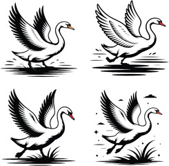 Fototapeta premium Black and White Swan Illustrations with Wings Spread