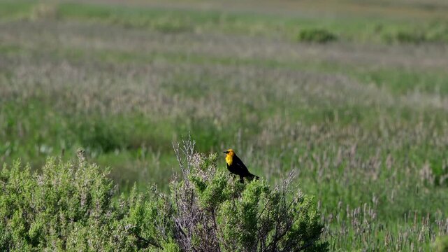 Male Yellow-headed Blackbird in a marshy field in Alamosa National Wildlife Refuge in Colorado