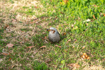 木の実を咥えるヒヨドリ