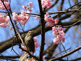 Spring Scenery in Japan - Cherry Blossoms and Brown-eared Bulbul