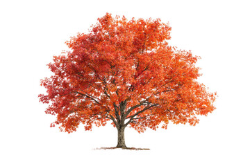 Autumnal tree with vibrant red-orange foliage.  Full canopy, standing tall against black background.  Slight texture in leaves,  trunk and base clearly visible