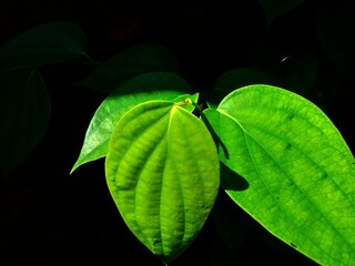 Vibrant green piper leaves illuminated by sunlight, creating a high-contrast image against a dark background, showcasing nature's texture.