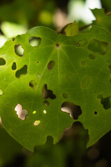 虫食いで穴が空いた葉っぱのクローズアップ