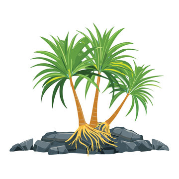 A beautiful flat illustration of a pandanus tree with exposed roots on rocks