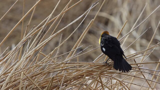 Male Yellow-headed Blackbird in a marsh in Alamosa National Wildlife Refuge in Colorado