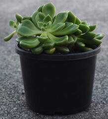 xCremneria 'Chubbs' mature succulent plant