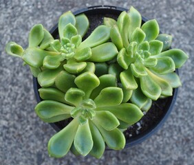 xCremneria 'Chubbs' mature succulent plant