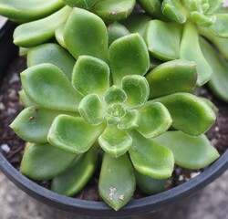 xCremneria 'Chubbs' mature succulent plant