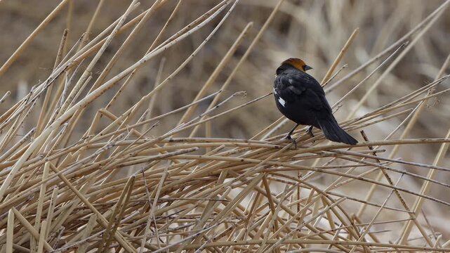 Male Yellow-headed Blackbird in a marsh in Alamosa National Wildlife Refuge in Colorado