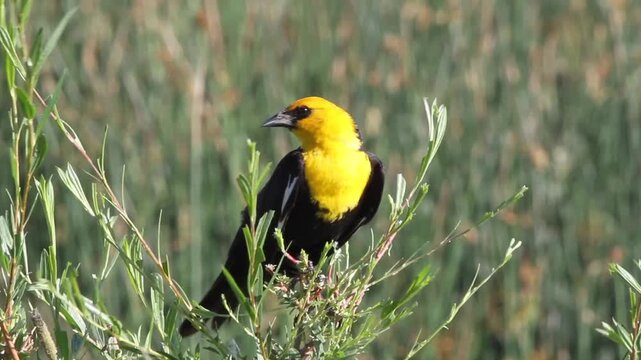 Closeup of a male Yellow-headed Blackbird 2, with sound