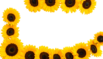 PNG Transparent Sunflower Corner Frame Layout