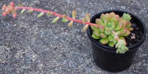 xCremneria expatriata mature succulent plant