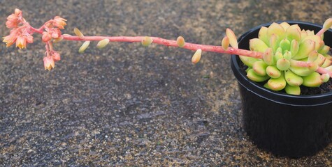 xCremneria expatriata mature succulent plant
