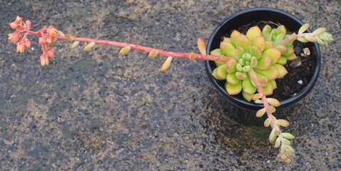xCremneria expatriata mature succulent plant