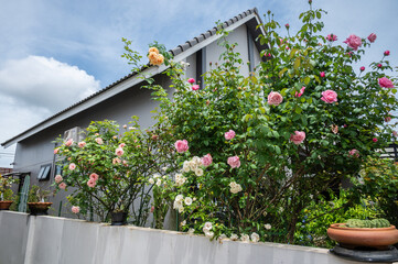 Various kind of roses flower blooming like a hedge plant. Rose is a subdivision of the larger...