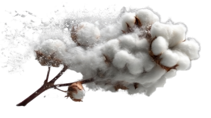 Delicate Cotton Blossom on Branch: A close-up shot of a cotton branch, capturing the delicate texture of cotton fibers blossoming, conveying purity, and natural softness. 