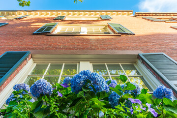 Brick Building with Blue Hydrangeas and Green Shutters in New England, USA