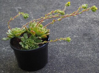 xCremneria 'Leisal' mature succulent plant