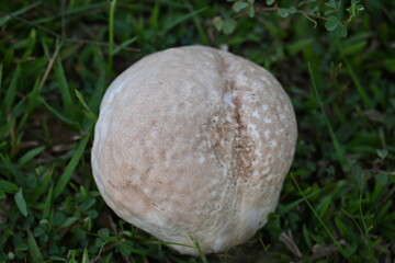 Puffballs mushroom. It is a a type of fungus featuring a ball shaped body that when mature or bursts on contact  impact, releasing a cloud of dust-like spores into the surrounding area. not edible.
