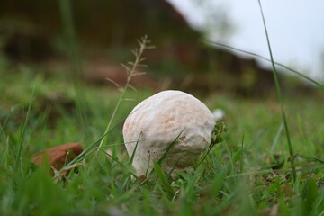 Puffballs mushroom. It is a a type of fungus featuring a ball shaped body that when mature or bursts on contact  impact, releasing a cloud of dust-like spores into the surrounding area. not edible.
