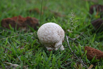 Puffballs mushroom. It is a a type of fungus featuring a ball shaped body that when mature or bursts on contact  impact, releasing a cloud of dust-like spores into the surrounding area. not edible.
