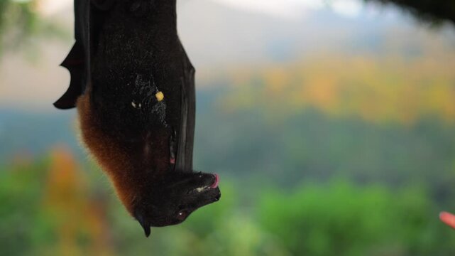 Fruit bat or flying fox - Pteropus giganteus. Tourist zone in Bali, Indonesia
