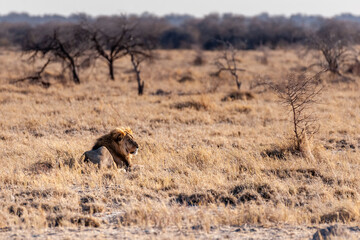 Impression of a Male Lion - Panthera leo- resting on the plains of Etosha national park, Namibia; catching the early morning sun.