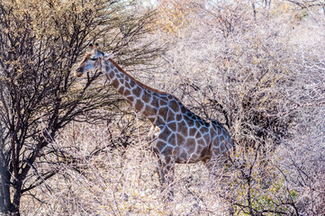Closeup of the neck of an Angolan Giraffe - Giraffa giraffa angolensis- in Etosha national Park in Namibia.