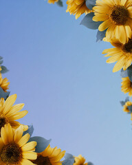 sunflowers on a blue background