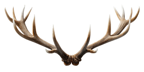 Naklejka premium deer antlers isolated on transparent background Remove png, Clipping Path, pen tool