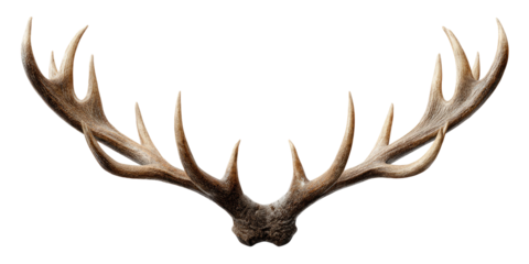 deer antlers isolated on transparent background Remove png, Clipping Path, pen tool