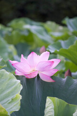 Ancient Origin Lotus