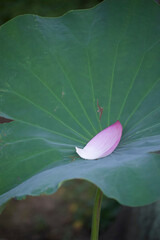 Ancient Origin Lotus