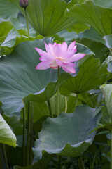 Ancient Origin Lotus