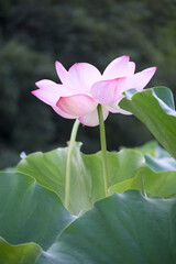 Ancient Origin Lotus