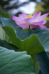 Ancient Origin Lotus