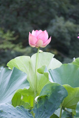 Ancient Origin Lotus