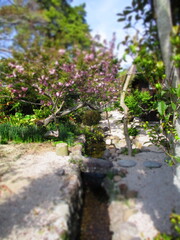 Japanese Garden with Yaezakura, Japan - Diorama Effect