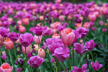 Obraz premium Large patch of pink and purple tulips