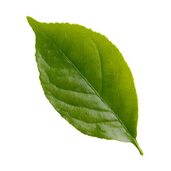 Obraz premium Lemon Tree Leaf PNG with transparent background showcasing vibrant greenery.